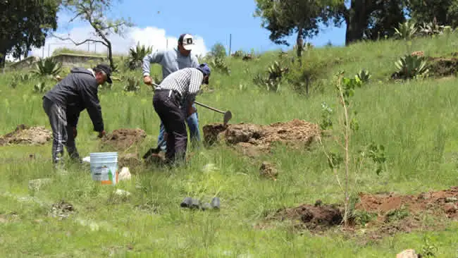 Se aprovecharon zonas áridas para plantar árboles