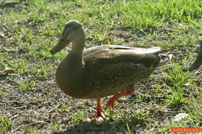 En el Fraccionamiento el Lago de Haras, estos patos encuentran un entorno ideal para su desarrollo.