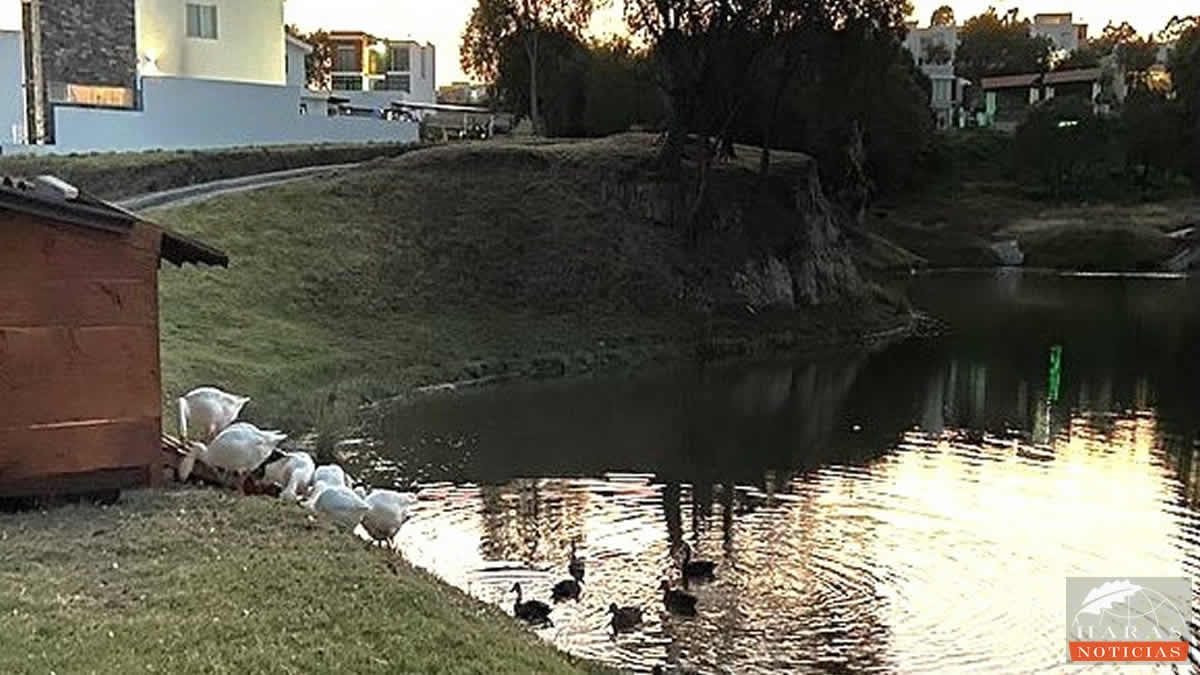 El pato mexicano se aparea durante la primavera. Al inicio del verano, y en ocasiones desde finales de abril y mediados de junio anidan.