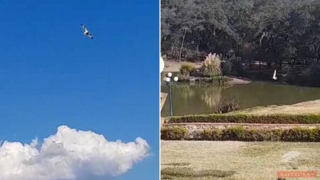 Maverick, el Halcón visitante de Haras Valle Grande