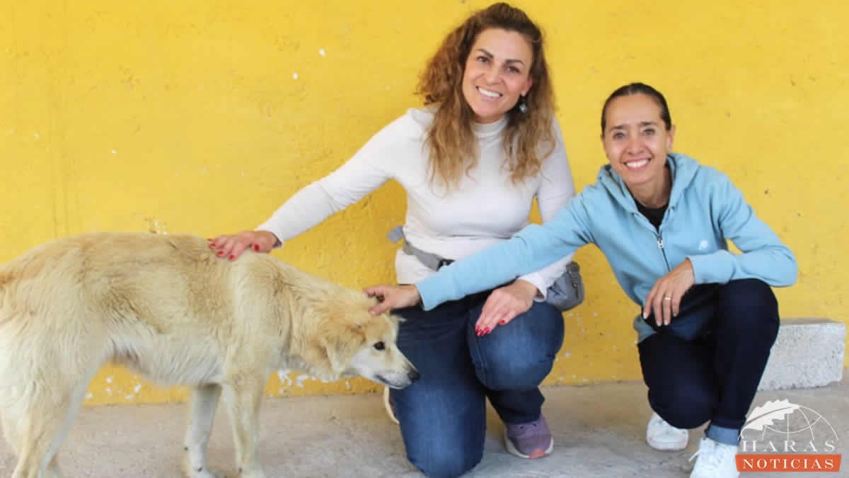 Georgina y Molly vecinas de Haras, realizan una estupenda labor altruista de esterilización canina, en beneficio de la zona natural de Haras y Flor del Bosque