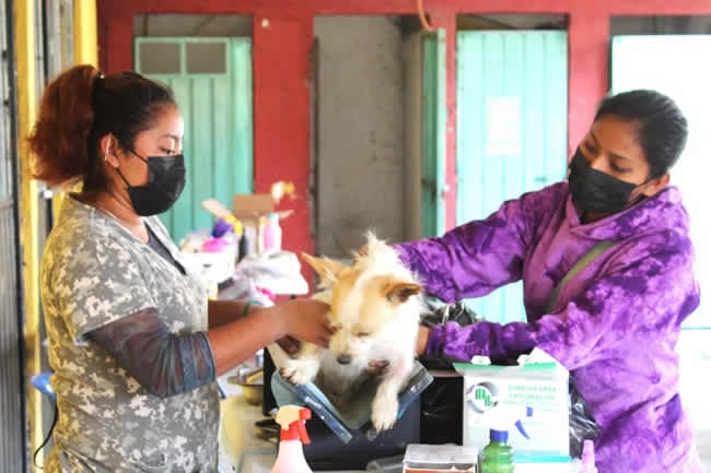 Hasta el momento mas de 200 perros y gatos han sido esterilizados