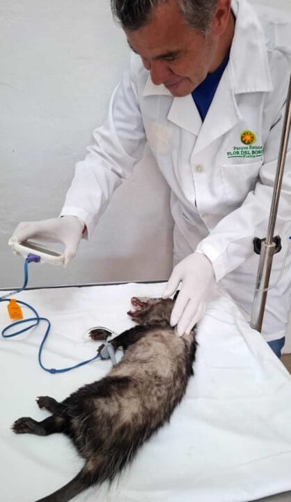 El especialista Mario Alberto Romero Guzmán, en el cuidado de las especies nativas de Flor del Bosque