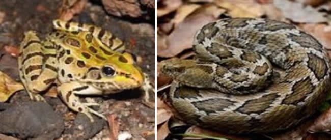 Rana y Víbora de cascabel