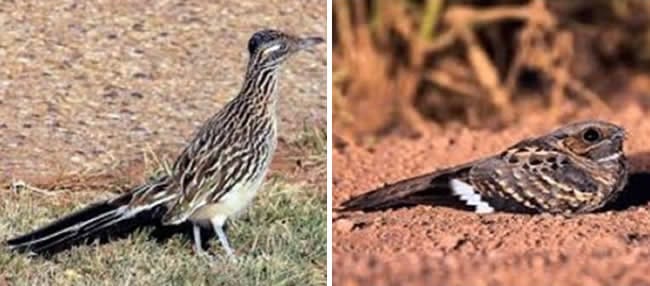 Correcaminos y Tepacaminos