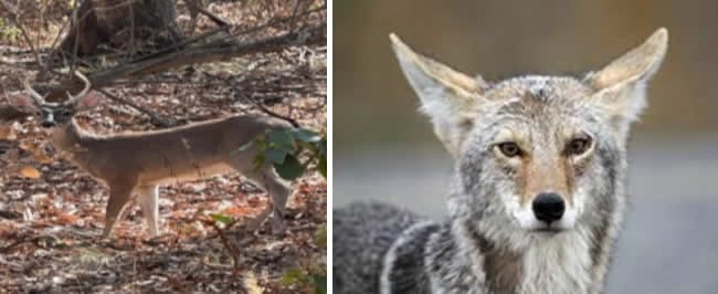 Venado Cola Blanca y Coyote