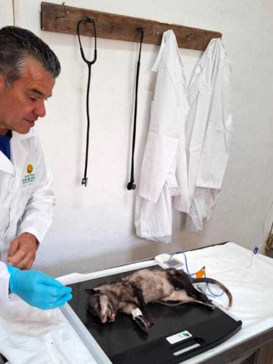 Mario Alberto Romero, jefe del Departamento de Vida Silvestre en el Gobierno del Estado de Puebla