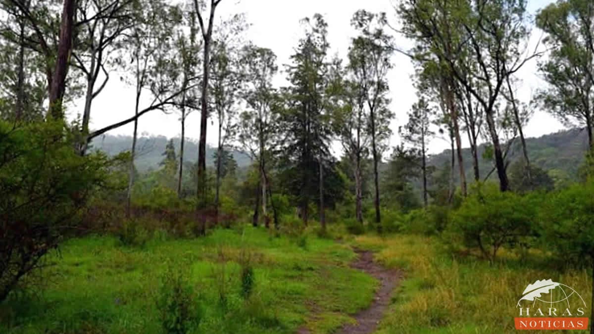 Parque Estatal Flor del Bosque