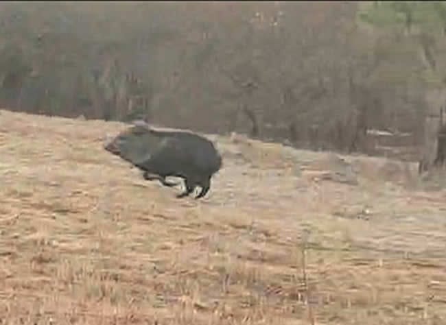 Llegan alcanzar los pecaríes una aceptable velocidad cuando corren.