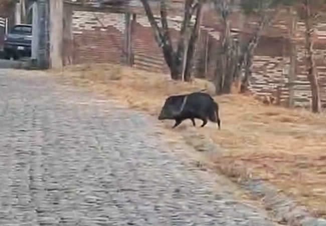 Los pecaríes han sido vistos en más ocasiones en la zona de Fincas, Álamos y Chalets en Haras.