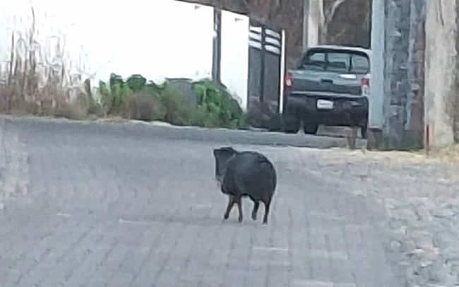 Si se introducen a tu casa, simplemente con agua o ruidos fuertes pueden espantarse.