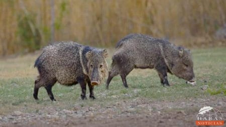 Pecaríes en la zona de Chalets en Haras
